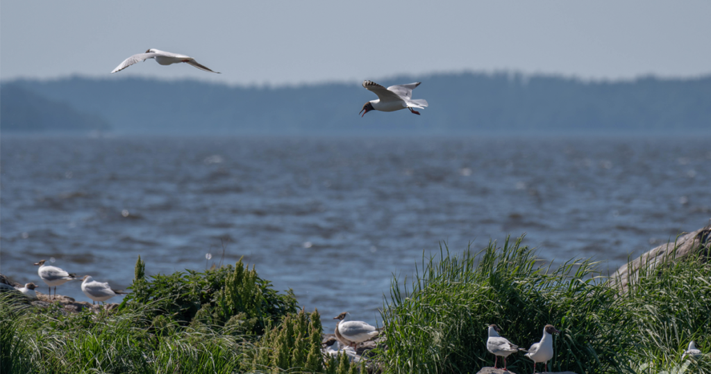 Lohjanjärven ja sen valuma-alueen kunnostus käynnistyy: tavoitteena rehevöitymisen pysäyttäminen