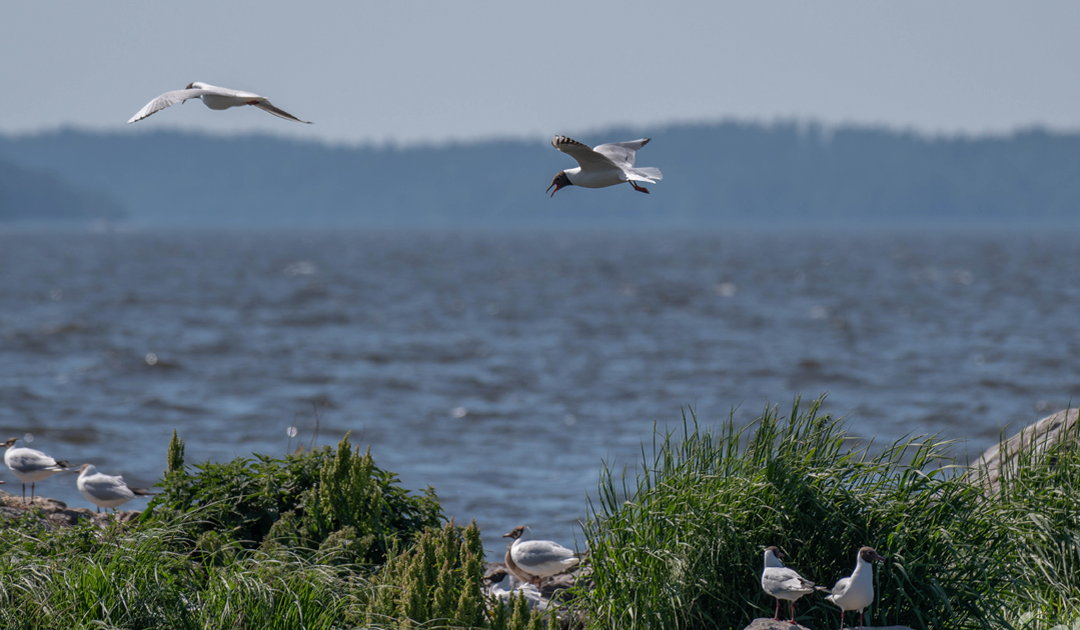 Lohjanjärven ja sen valuma-alueen kunnostus käynnistyy: tavoitteena rehevöitymisen pysäyttäminen