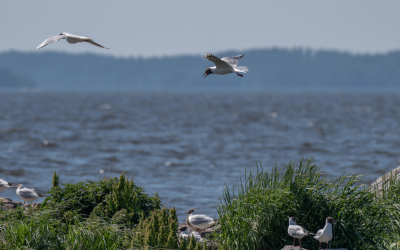 Lohjanjärven ja sen valuma-alueen kunnostus käynnistyy: tavoitteena rehevöitymisen pysäyttäminen